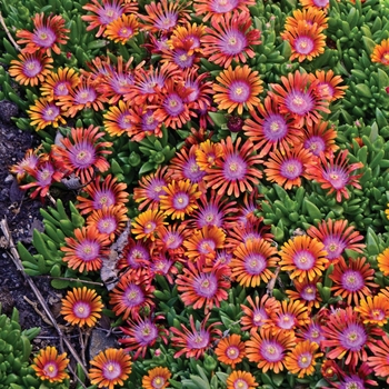 Delosperma hybrid 'Fire Spinner' - Fire Spinner&reg; Ice Plant