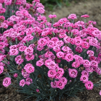 Dianthus 'Cute as a Button' (China Pinks, Cheddar Pinks) - Pretty Poppers&trade; Cute as a Button