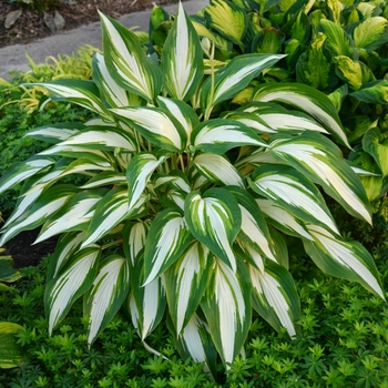 Hosta ''Cool as a Cucumber'' (Hosta, Plantain Lily) - Cool as a Cucumber Hosta, Plantain Lily