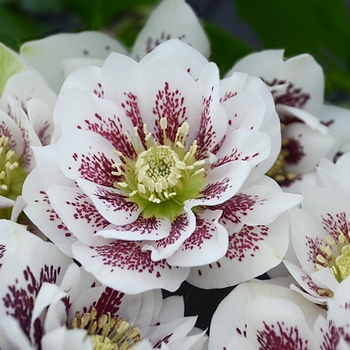 Helleborus x - Wedding Party&trade; 'Confetti Cake'