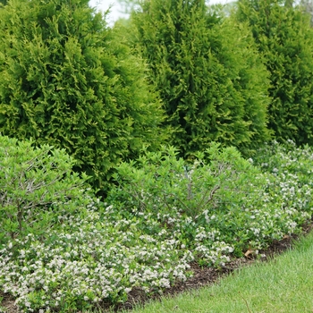 Aronia melanocarpa 'UCONNAM012' PP31821 - Ground Hug&reg; Chokeberry