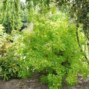 Cotinus coggygria - Winecraft Gold&reg;