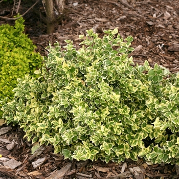 Euonymus fortunei - White Album&reg;