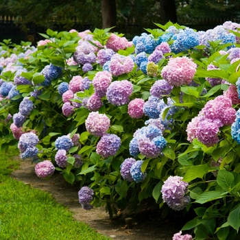 Hydrangea macrophylla - The Original&reg;