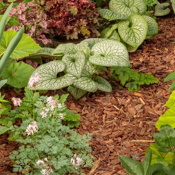 Brunnera macrophylla (Heartleaf Brunnera) - 'Jack of Diamonds'