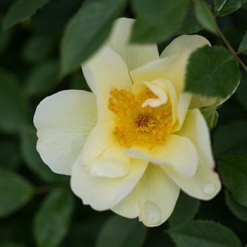 Rosa 'AAC333' - Easy Elegance&reg; 'Oscar Peterson&trade;' Rose