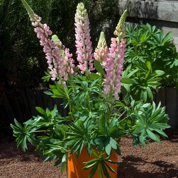 Lupinus polyphyllus () - Gallery Mini&trade; 'Pink'