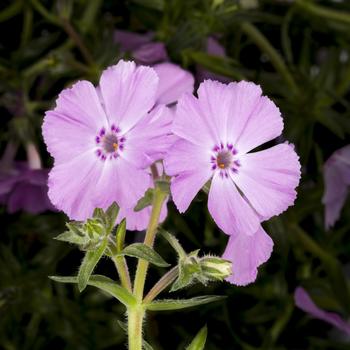 Phlox subulata - Phlox Trot&trade;