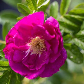 Rosa 'BOC rogosnif' PP22570 - Lotty's Love&reg;