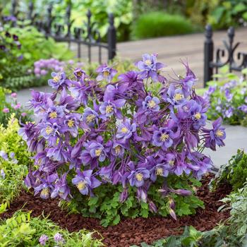 Aquilegia caerulea ''Purple Blue'' (Columbine) - Earlybird&trade; Purple Blue