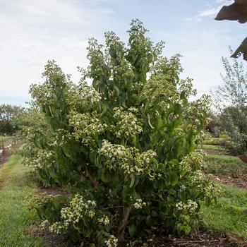 Heptacodium miconiodes 'Minhep' (Seven-Son Flower) - Tianshan&reg; Seven-Son Flower
