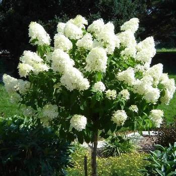 Hydrangea paniculata (Panicle Hydrangea) - 'Limelight'