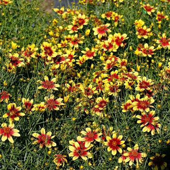 Coreopsis verticillata - Sunstar&trade; Gold