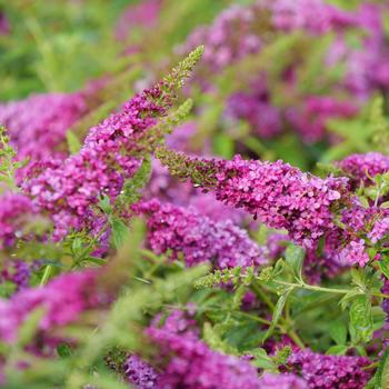 Buddleia (Butterfly Bush) - Lo & Behold Ruby Chip&reg;