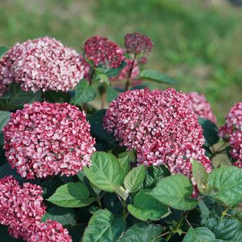 Hydrangea arborescens - 'Invincibelle Garnetta&reg;' Smooth Hydrangea