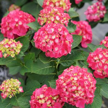 Hydrangea macrophylla - 'Wee Bit Giddy&reg;' Bigleaf Hydrangea