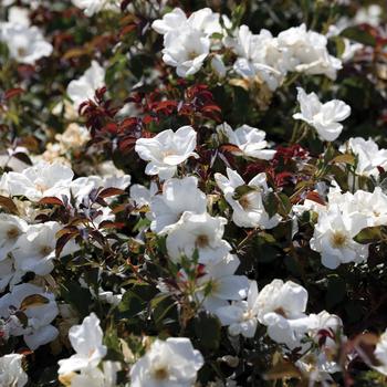 Rosa 'Radwhite' PP20273 - White Knock Out&trade;