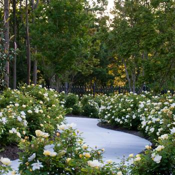 Rosa 'Radsunny' PP18562, CPBR 4875 - Sunny Knock Out&reg; 