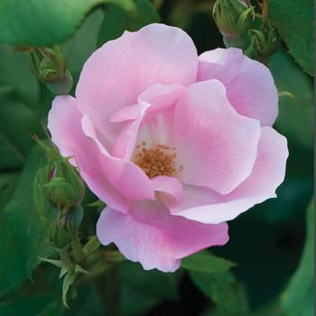 Rosa 'Radyod' PP14700, CPBR 2045 - Blushing Knock Out&reg; 