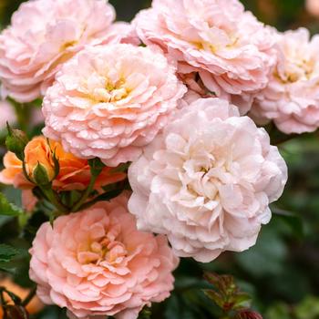 Rosa hybrid - Apricot Drift&reg;