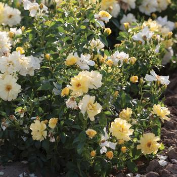 Rosa 'Meisentmil' PP#20635 (Rose) - Lemon Drift&reg; Rose
