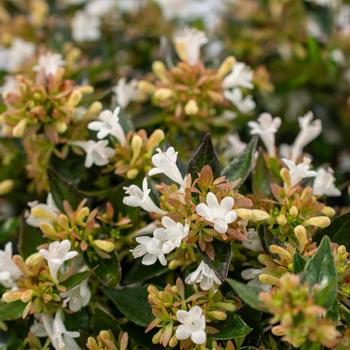 Abelia - Apple Perfection&trade;
