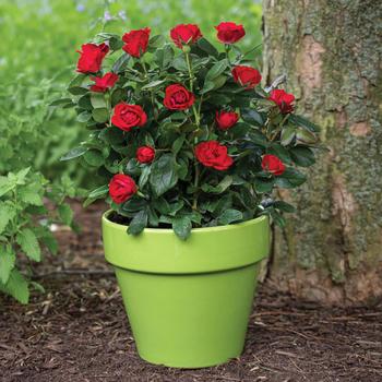 Rosa 'Radral' - Knock Out&reg; Petite