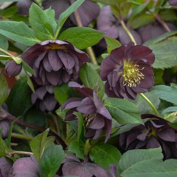 Helleborus - Honeymoon&trade; 'Dashing Groomsmen'