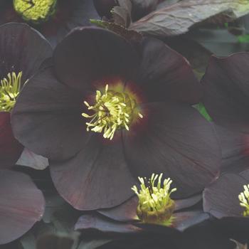 Helleborus hybrid - Honeymoon&reg; 'New York Night'
