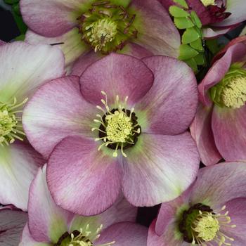 Helleborus hybrid - Honeymoon&reg; 'Paris in Pink'