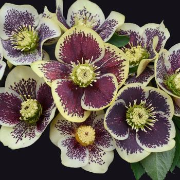 Helleborus hybrid - Honeymoon&reg; 'Rio Carnival'