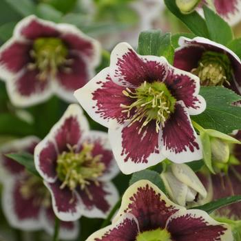 Helleborus hybrid - Honeymoon&reg; 'Romantic Getaway'