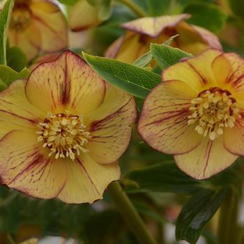 Helleborus hybrid - Honeymoon&reg; 'Tropical Sunset'