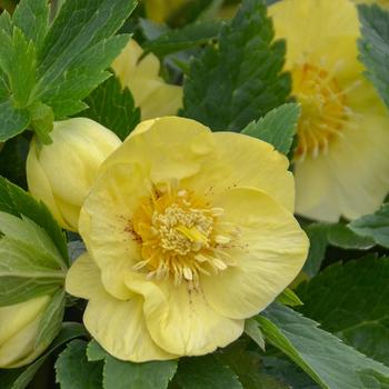 Helleborus (Lenten Rose) - Honeymoon&reg; 'California Dreaming'