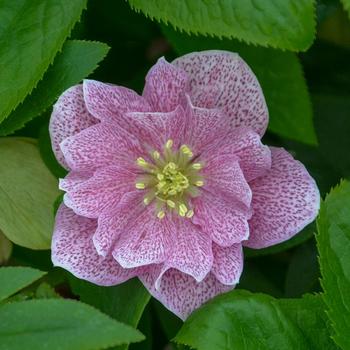 Helleborus (Lenten Rose) - Wedding Party&reg; 'Wedding Crasher'
