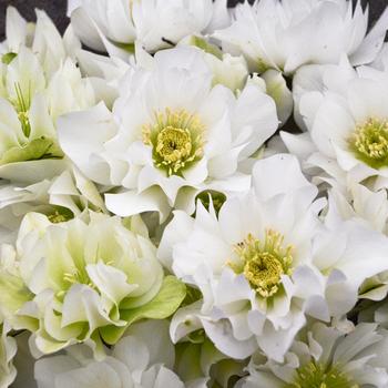 Helleborus (Lenten Rose) - Wedding Party&reg; 'Wedding Bells'