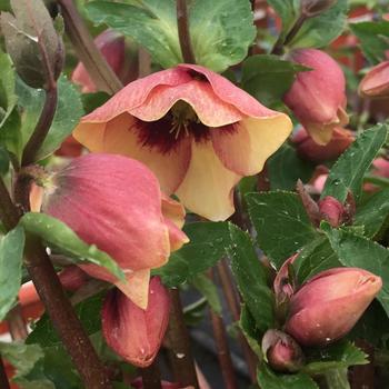 Helleborus (Lenten Rose) - Honeymoon&reg; 'Sandy Shores'