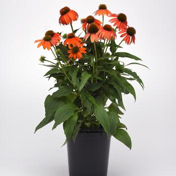 Echinacea x hybrida - Artisan&trade; Soft Orange