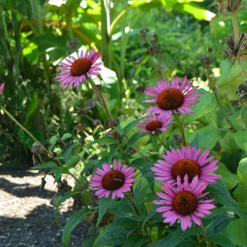 Echinacea purpurea - 'Vintage Wine' Coneflower
