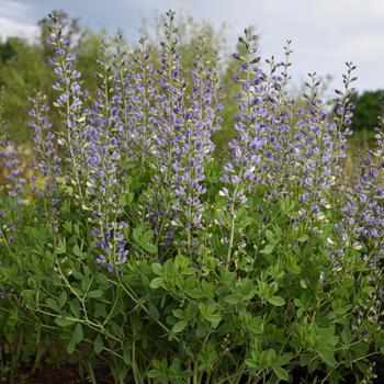 Baptisia hybrid - Decadence&reg; Deluxe 'Blue Bubbly'