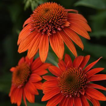 Echinacea (Coneflower) - Sombrero&reg; 'Fiesta Orange'