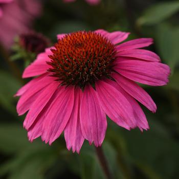 Echinacea (Coneflower) - Sombrero&reg; 'Rosada'