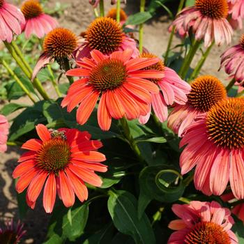 Echinacea 'Balsomotan' PP31844 (Coneflower) - Sombrero&reg; Tango Tangerine