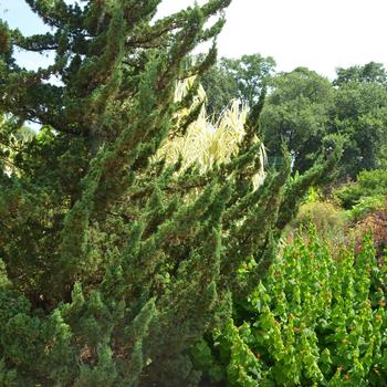 Juniperus chinensis - 'Torulosa&trade;' Hollywood Juniper