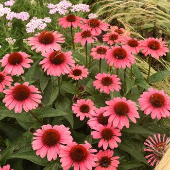 Echinacea hybrid - Eye-Catcher&trade; 'Coral Craze'