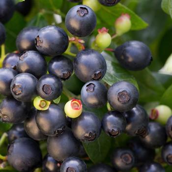 Vaccinium hybrid - Bushel and Berry&reg; BerryBux&trade;