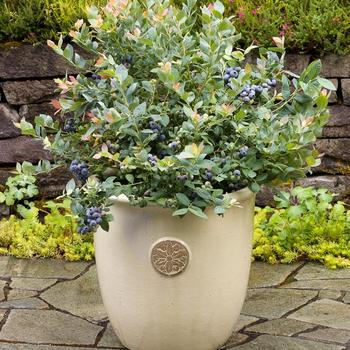 Vaccinium ''ZF06-079'' PP23336, CPBR5495 (Blueberry) - Bushel and Berry&reg; Pink Icing&reg;