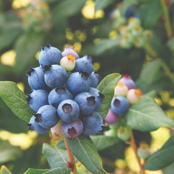 Vaccinium ''ORUS-61-1'' PP24209 (Blueberry) - Bushel and Berry&reg; Perpetua&reg;