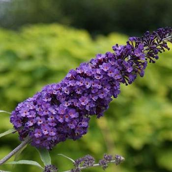 Buddleia davidii Butterfly Bush - ''Purple Emperor&trade;