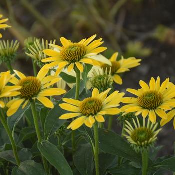 Echinacea hybrid - Eye-Catcher&trade; 'Canary Feathers'